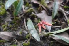 Bulbophyllum fischeri